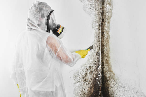 Best Black Mold Removal  in Fussels Corner, FL