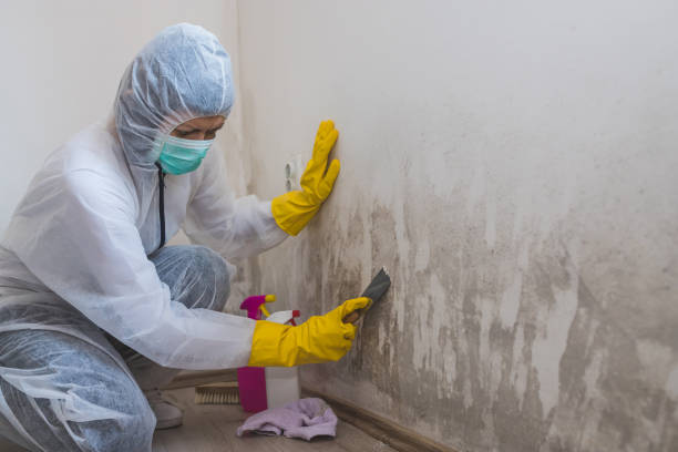 Best Professional Mold Removal  in Fussels Corner, FL