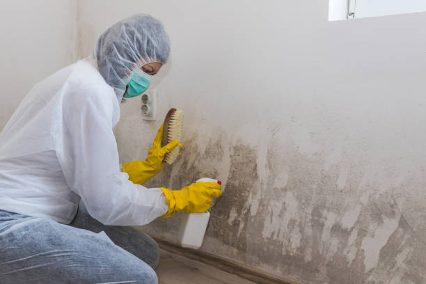 Best Home Mold Removal  in Fussels Corner, FL