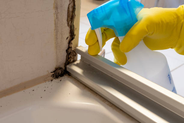 Best Mold Removal Company Near Me  in Fussels Corner, FL