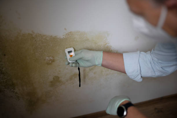 Best Mold Testing  in Fussels Corner, FL