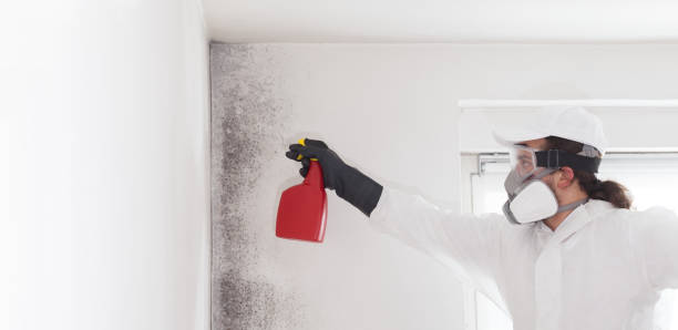 Mold Removal Process in Fussels Corner, FL