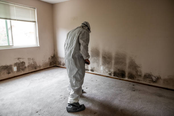 Best Commercial Mold Removal  in Fussels Corner, FL