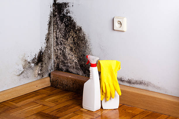 Best Crawl Space Mold Removal  in Fussels Corner, FL
