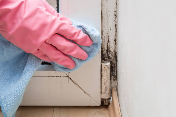 Best Best Mold Removal Companies  in Fussels Corner, FL